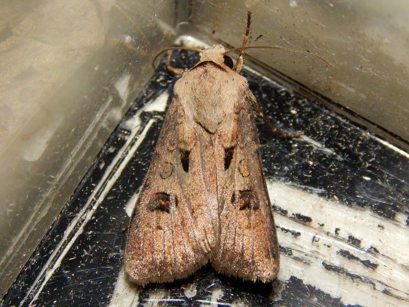 Falena 1 da ID - Agrotis exclamationis
